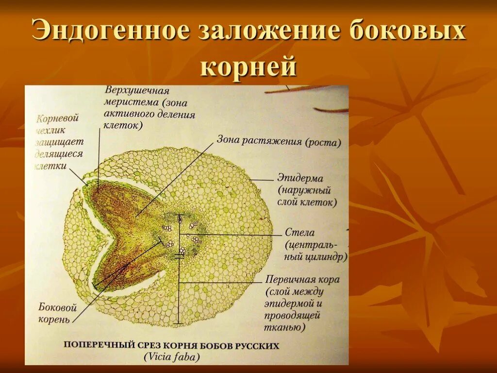 Заложение эндогенно корня. Строение корня. Из какой ткани состоит корень