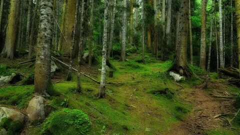 Лесная глушь