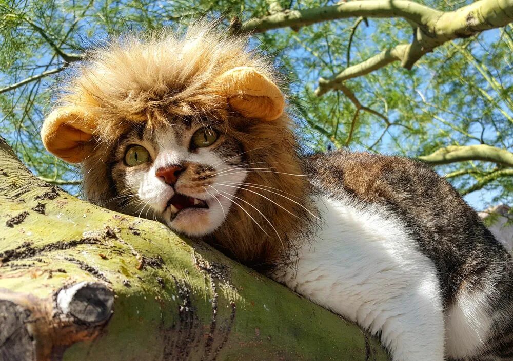Кот лев. Кот с гривой. Котенок с гривой Льва. Кот в костюме Льва.