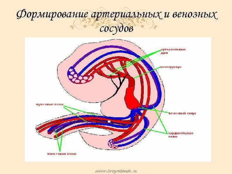Развитие сердечно сосудистой системы. Развитие сердечно сосудистой системы