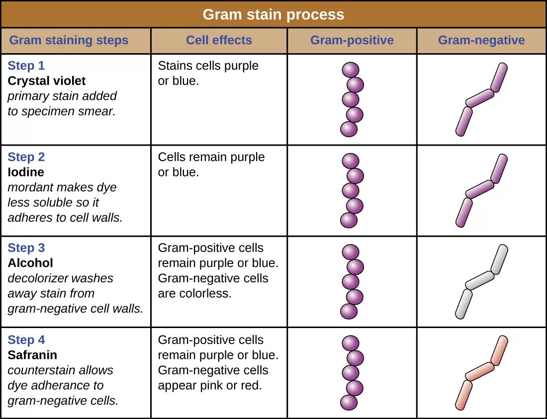 Is the only method. Gram staining. Gram staining of bacteria. Microbiology staining. Gram method.