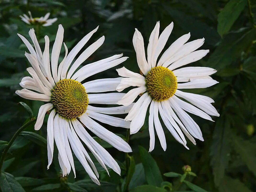 две ромашки королев. ромашки 2. две ромашки королев. две ромашки королев. ромашки три настроения.