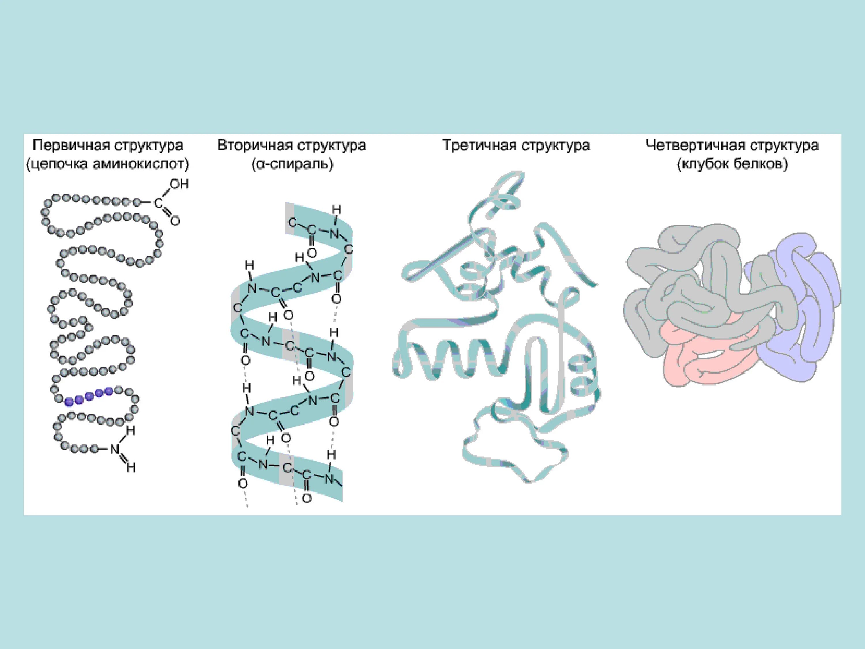 Пример первичного белка. Структуры белка первичная вторичная третичная четвертичная. Белки первичная вторичная третичная структуры белков. Первичная вторичная третичная структура белка. Уровни организации белков рисунок.