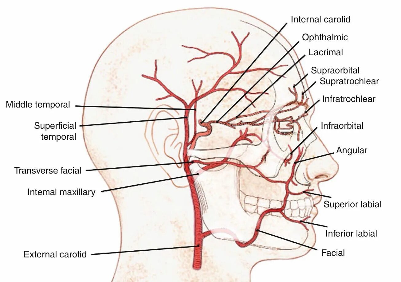 Сосуды на лбу. Лицевая артерия ветви схема. Наружная Сонная артерия схема. Кровеносные сосуды лица топографическая анатомия. Лицевая артерия анатомия ветви.