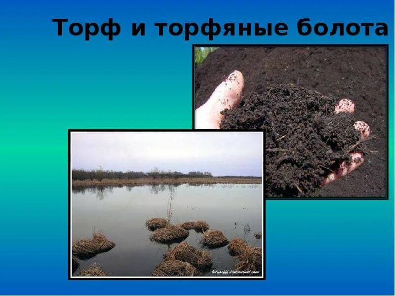 Торфяное болото 5 букв. Болото трясина топь. Торфяное болото 5 букв кроссворд. Собака баскервилей болота. Торфяные болота.