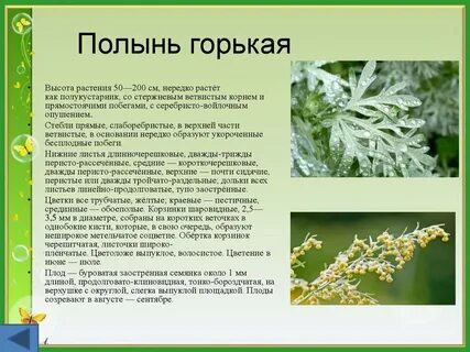 Полынь горькая кратко
