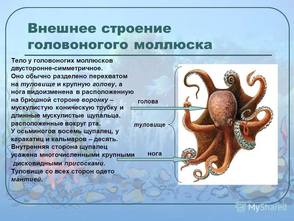 Роль головоногих моллюсков в природе и жизни человека. Каракатица презентация. Строение головоногих моллюсков. Головоногие моллюски голубая кровь. Строение осьминога.