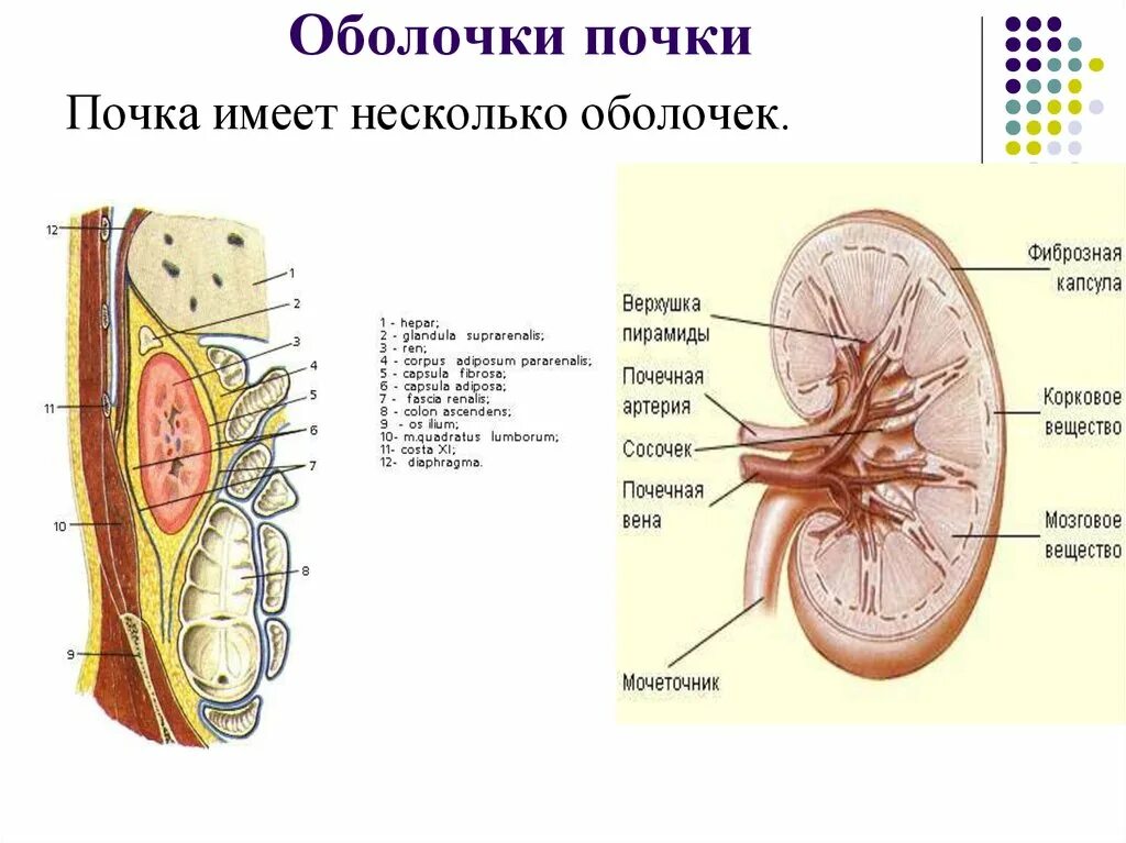 Какую функцию имеет оболочка. Строение почки фиброзная оболочка. Схема оболочек почки горизонтальный разрез. Фиксирующий аппарат почки почечная фасция. Строение почки почечная капсула.