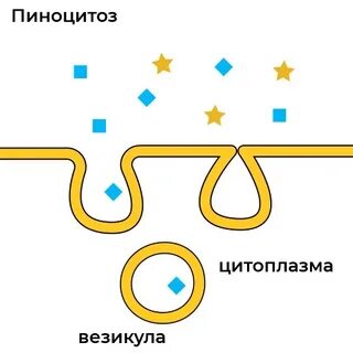 Пиноцитоз амебы