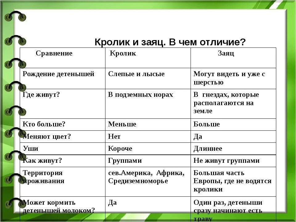 Отличие зайца от кролика таблица. Заяц и кролик отличия. Различие кролика и зайца. Отличие зайца от кролика.