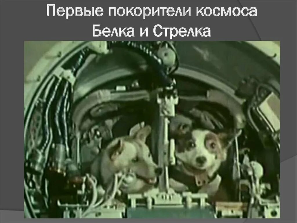 Полет белки и стрелки в космос видео. Покорители космоса белка и стрелка. Космос белка и стрелка в космосе. Полёт белки и стрелки в космос. Собака стрелка в космосе.