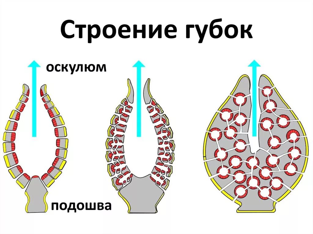 Типы анатомии