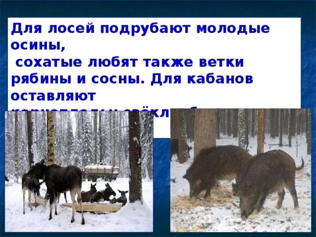 Помощь животным в зимнее время 2 класс. Помощь животным в зимнее время 2 класс