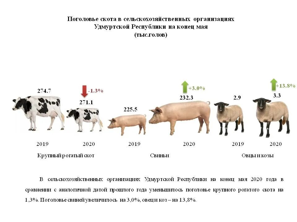 Можно ли считать крупный рогатый скот промежуточным. Поголовье КРС В России в 2022. Поголовье крупного рогатого скота. Численность коров. Поголовье крупного рогатого скота в России.