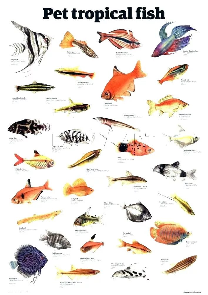 Аквариумные рыбки названия. Названия аквариумных рыбок с фотографиями. Аквариумные рыбы и их названия. Аквариумные рыбки картинки с названиями. Рыбы похожие на буквы