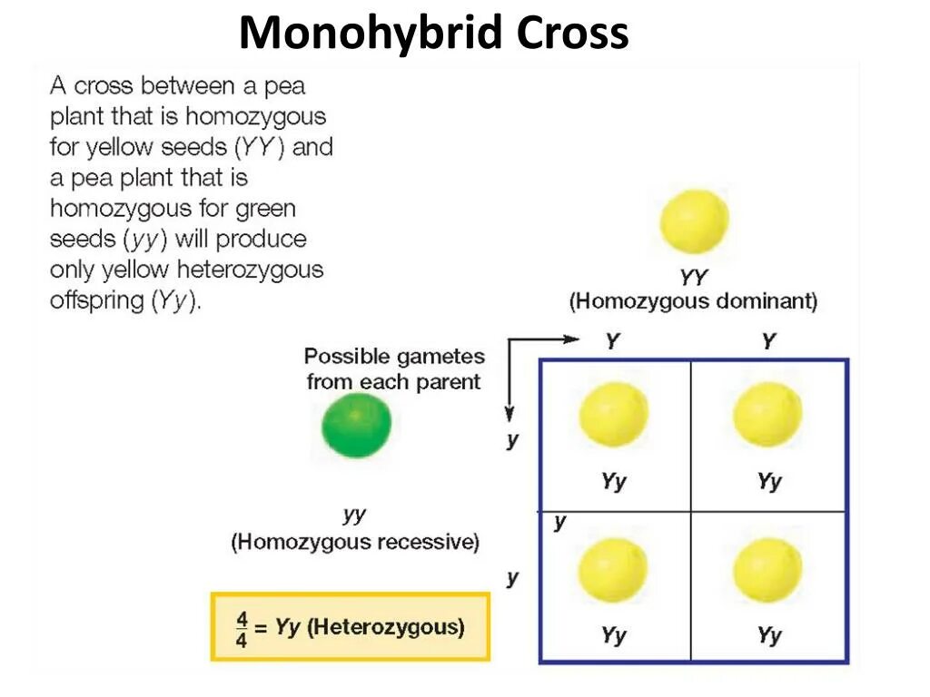 Monohybrid Cross. Monohybrid Crossing. Between the Crosses. Homozygous.