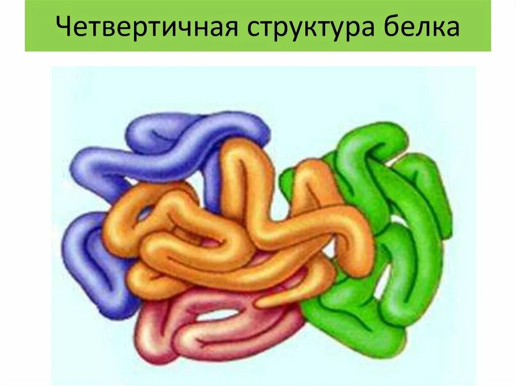 Четвертичная структура. Четвертичная структура белка это структура. Четвертичная структура белка. Структуру белков четвертичная структура. Четвертичная структура елка.