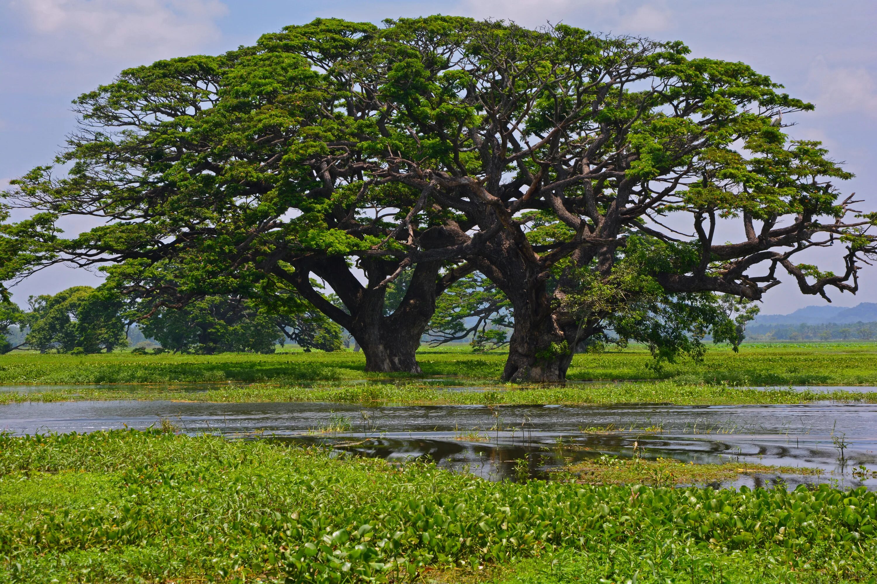 Деревья на шри ланке. Шри Ланка тик дерево. Слоновье дерево Шри Ланка. Тиковое дерево в Тайланде. Дерево Бодхи Шри Ланка.