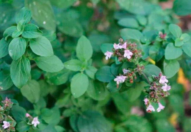 Как выглядит майоран трава фото Keep Your Oregano Plant Healthy and Happy for Years with These 4 Tips Garden a