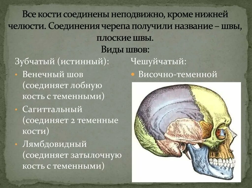 Теменная и височная кости тип соединения. Тип соединения костей мозгового черепа. Швы соединяющие кости свода черепа. Венечный шов соединяет кости черепа. Соединения костей черепа швы роднички.