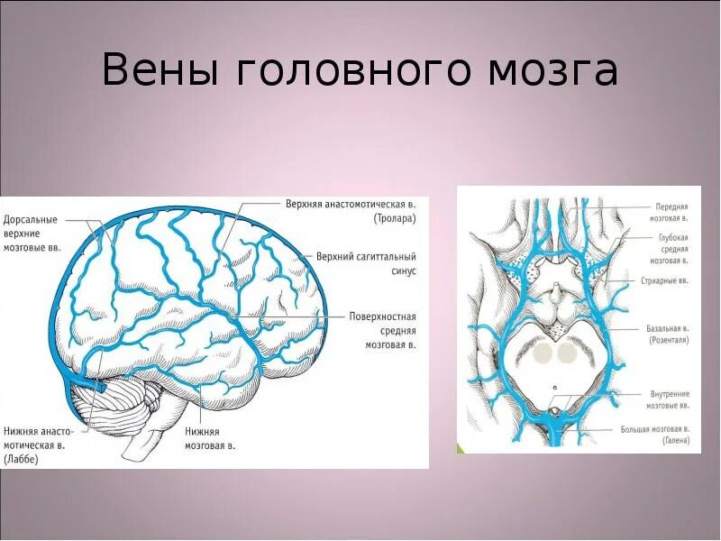 Отток крови от головного мозга. Венозный отток мозга схема. Поверхностные мозговые вены анатомия. Поверхностная средняя мозговая Вена. Вена Галена венозный отток.