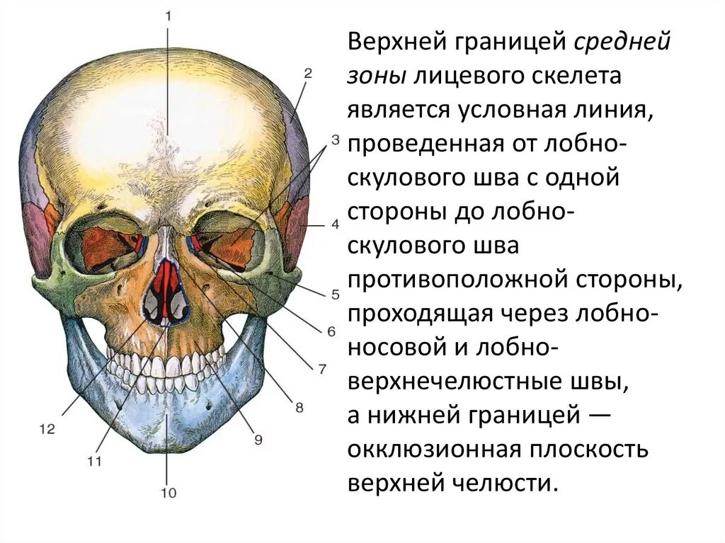 Верхняя челюсть кость черепа анатомия. Скуловая кость черепа анатомия. Кости лицевого черепа анатомия строение. Нижняя челюсть кость черепа анатомия.