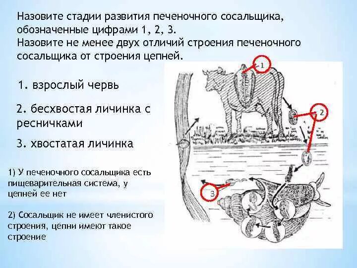 Какой цифрой обозначен на схеме промежуточный хозяин ВПР–2024, биология–7: задания, ответы, решения