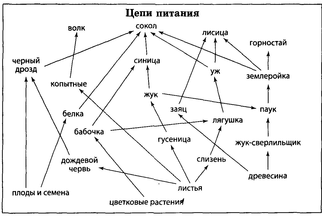 Кто ест рачков - CoffeePapa.ru
