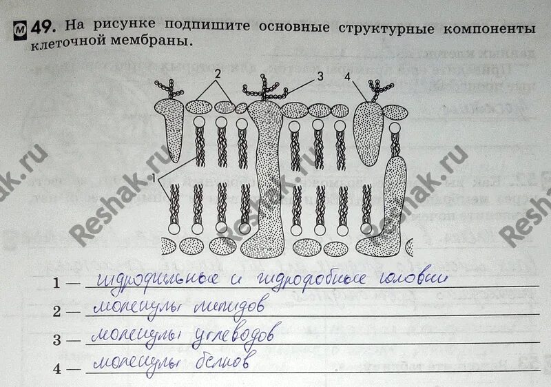 Ответы по биологии 9 пасечник. Подпишите основные структурные компоненты клеточной мембраны. Подпишите основные структурные компоненты клетки. Подпишите основные компоненты клетки. Основные структурные компоненты клеточный мембраны рисунок.