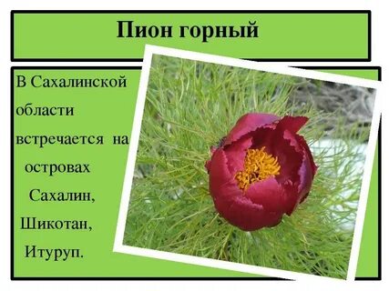 Описания красных растений