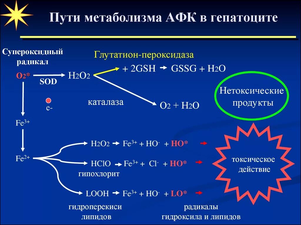 Супероксидный радикал