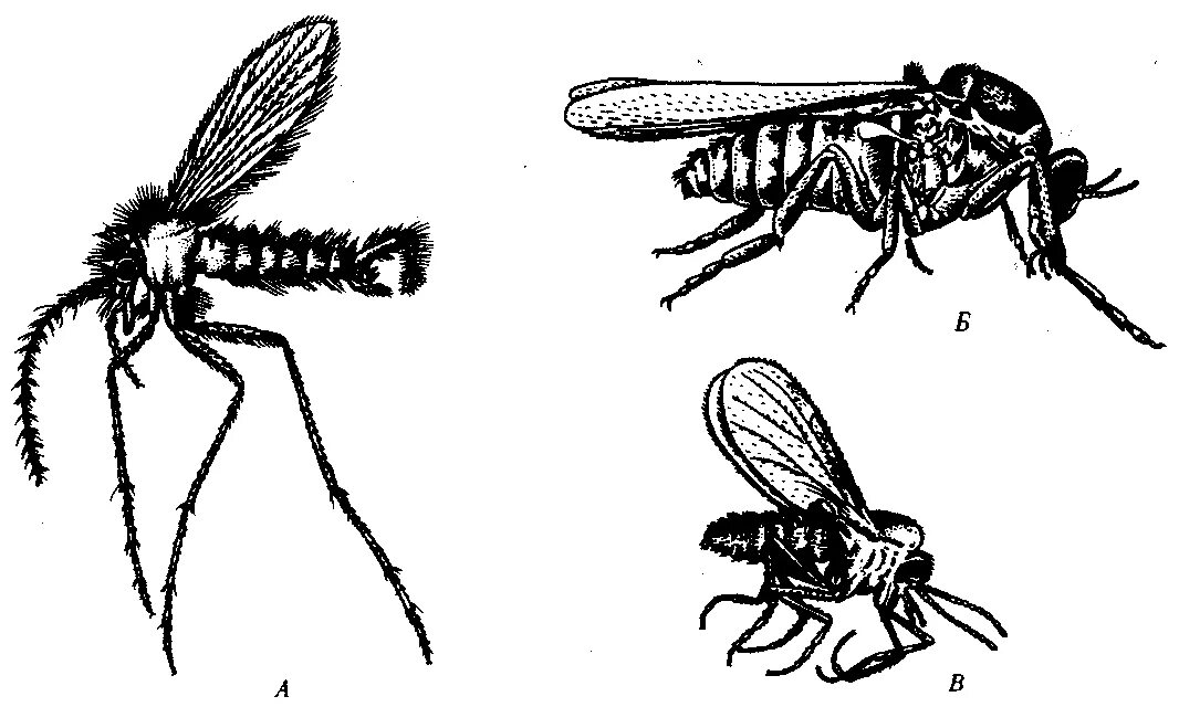 Мокрецы Двукрылые. Мокрецы насекомые кровососущие. Мокрец насекомое гнус. Мокрец мошка. Комар малярийный комар членистоногие двукрылые