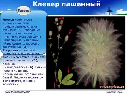 Клевер жизненная форма тип соцветия листорасположение