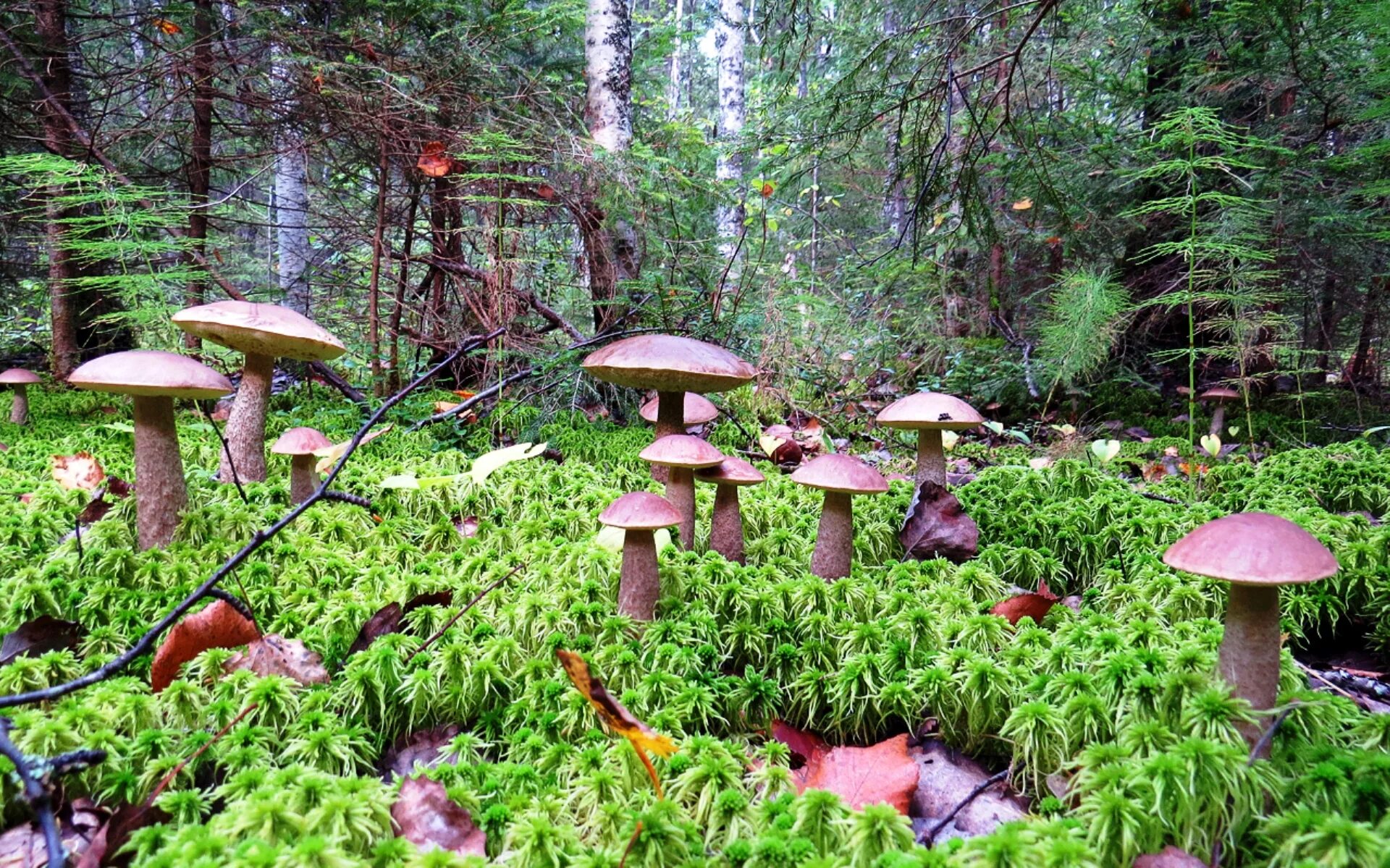 Грибы большими полянами. Грибы в лесу. Красивые грибы в лесу. Грибной лес. Поляна грибов.