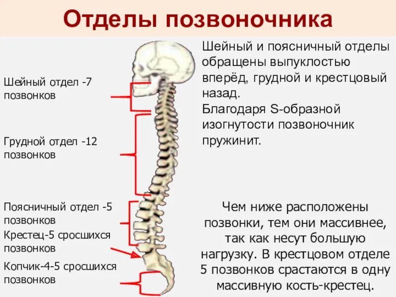 Как называется позвонок в шейном отделе