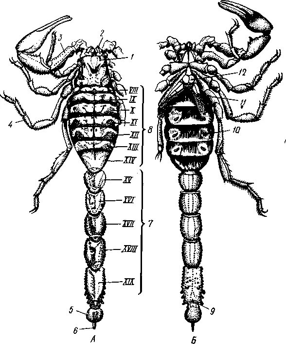 Скорпион Buthus eupeus. Строение скорпиона с брюшка. Пестрый Скорпион строение. Внешний вид скорпиона Buthus eupeus.