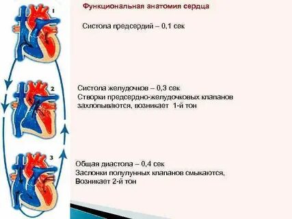 Систола