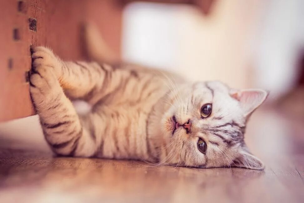 Как отучить драть мебель. Кошка царапает мебель. кот царапает диван. котик дерет диван. кошка подрала диван.