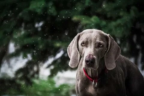 Веймаранер