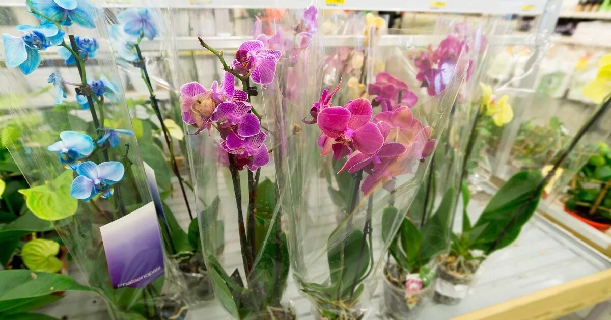 Где купить орхидею. Флоревиль орхидеи. Орхидея в магазине. Орхидея в цветочном магазине. Орхидеи в цветочном магазине продаются.