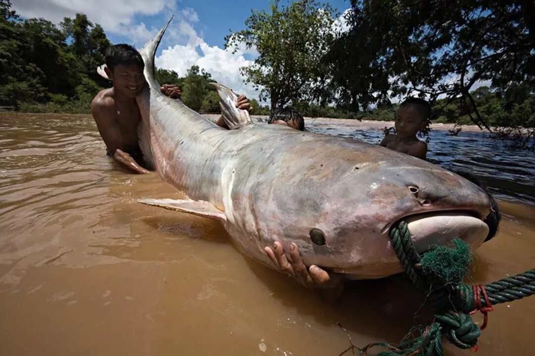 Большая большая рыба большая рыба огромная. Гигантский сом Меконга. Mekong giant Catfish. Mekong giant Catfish Тайланд. Гигантский Шильбовый сом.