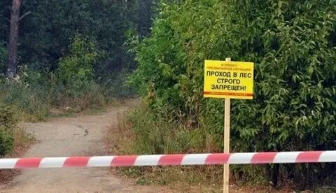 В лесу не ездят