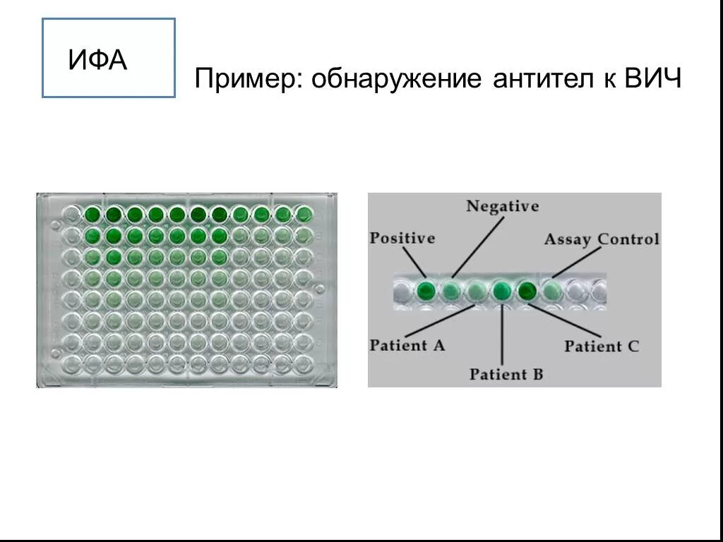 Схема постановки реакции ИФА. Метод ИФА на ВИЧ. ИФА схема обнаружение антител. ИФА для выявления антител микробиология. Тест ифа 4