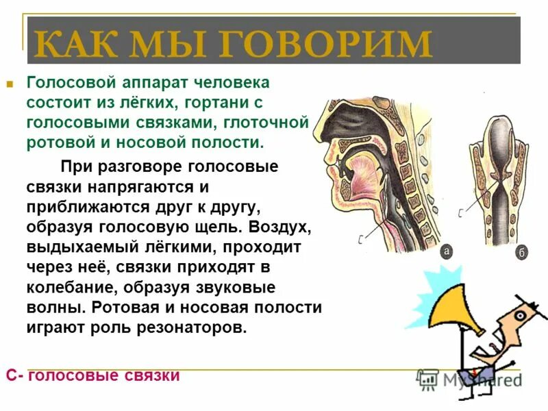 Люди с аппаратами головы. Строение голосового аппарата. Голосовые связки состоят из.