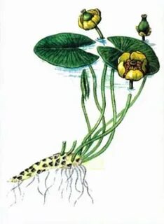 Кубышка желтая корень