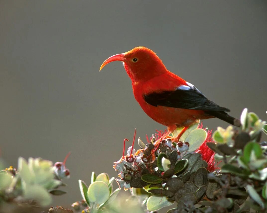 Vestiaria coccinea. Хохлатая Гавайская цветочница. Экзотические птицы. Птичка вертихвостка.