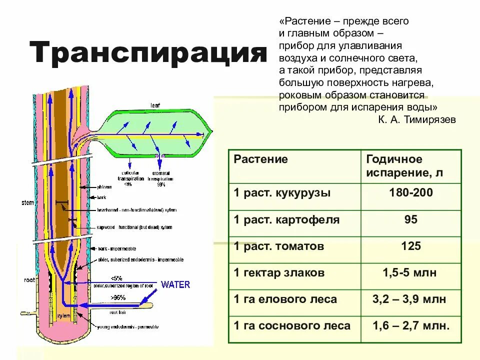 Испарение воды растениями транспирация. Процесс испарения у растений. Схема транспирации растений. Транспирация у растений.