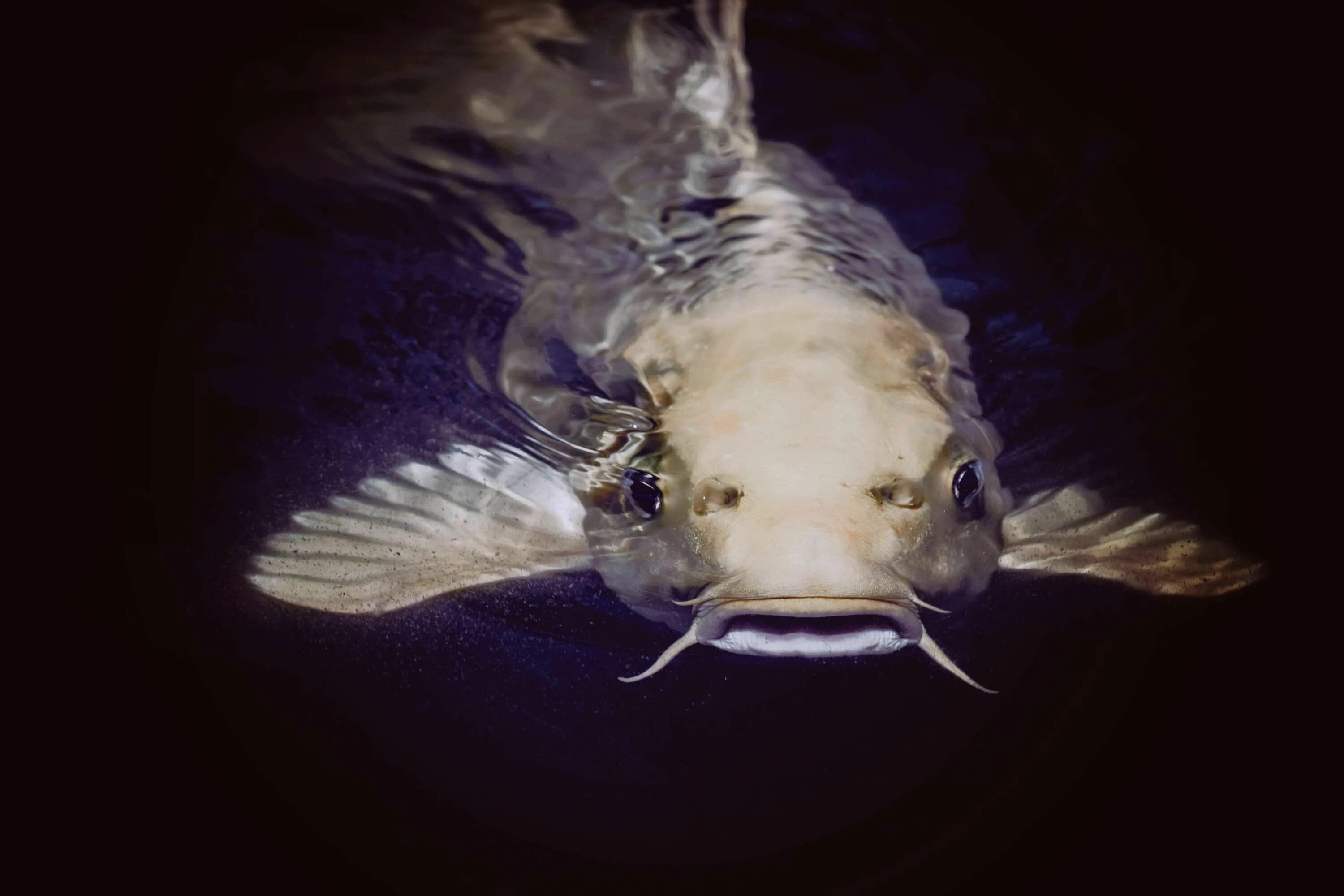 К чему снится большая плавающая рыба. Сом альбинос Речной. Мокрица-паразит Cymothoa exigua. Сом рыба.