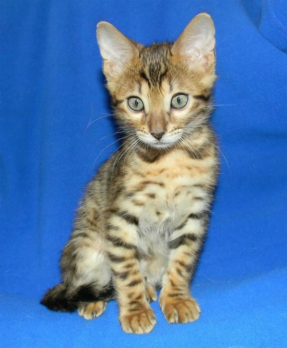 Бенгальский кот метис полосатый. Бенгальская кошка помесь. Мраморный бенгальский кот метис. Бенгальская кошка помесь. Бенгальская саванна кошка.