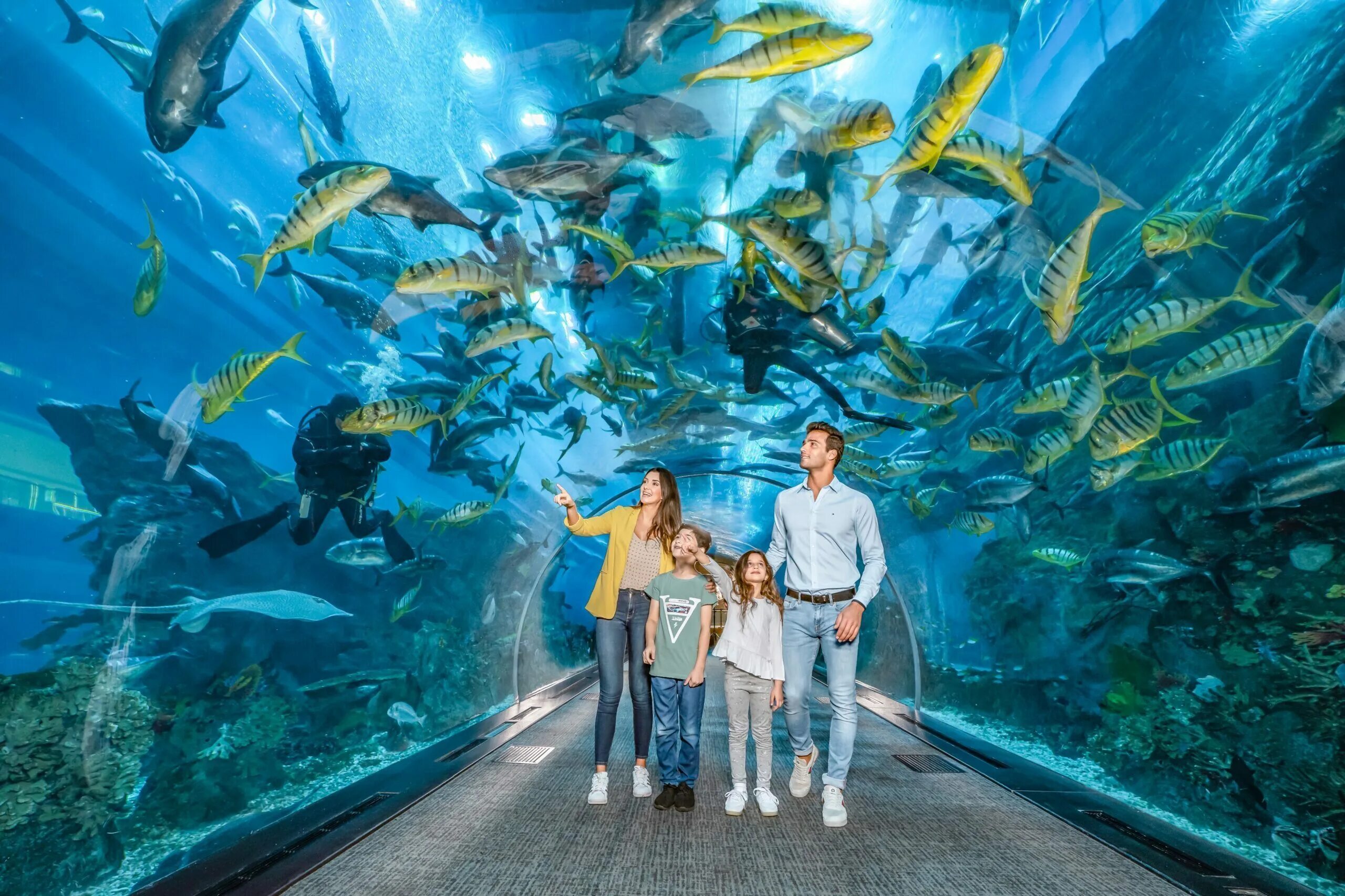 Дубай Молл аквариум. Дубайский океанариум в Дубай молле. Аквариум и подводный зоопарк в Дубай Молл. Дубай Молл океанариум зоопарк.